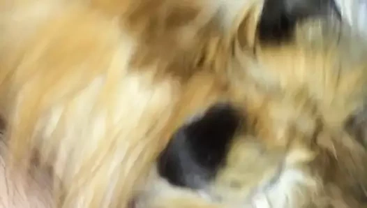 Tilki kürküyle mastürbasyon yapmak