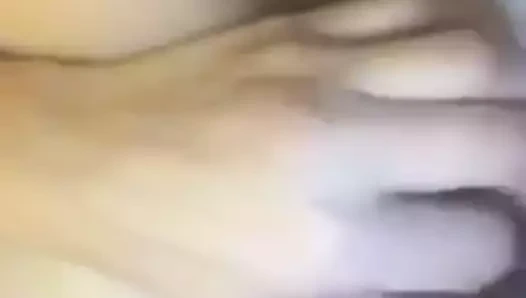 İngiliz pakistan sevimli kedi