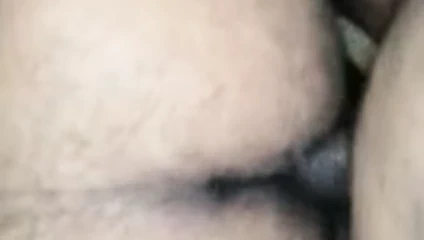 tombul ayılar eyersiz