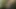 Edepsiz sarışın baştan çıkarıcı kadın yarak emiyor ve sera zemininde domalarak sikiliyor