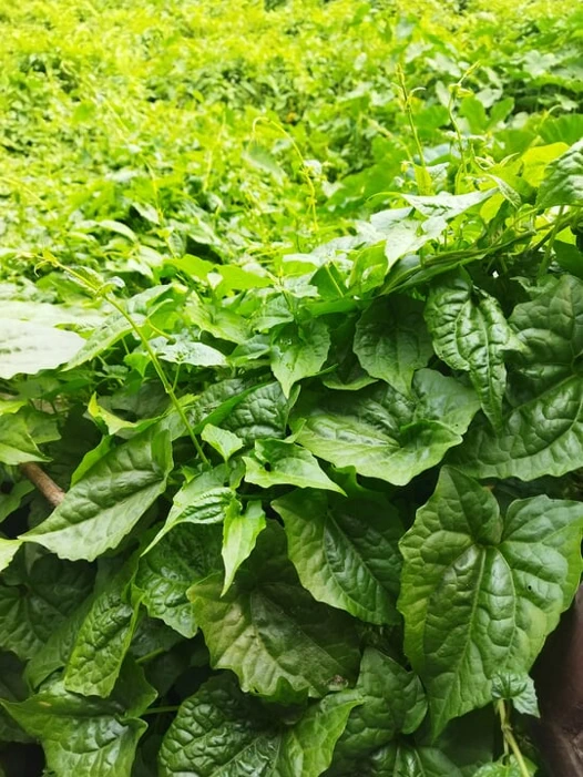 Bangladeşli sesli hikaye