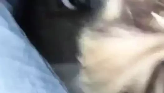 arabada giderken sakso