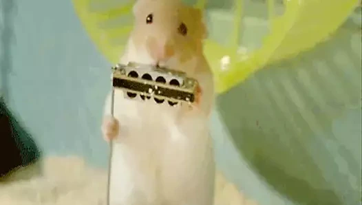 Xhamsters caz grubu misk sıçanı çalıyor.