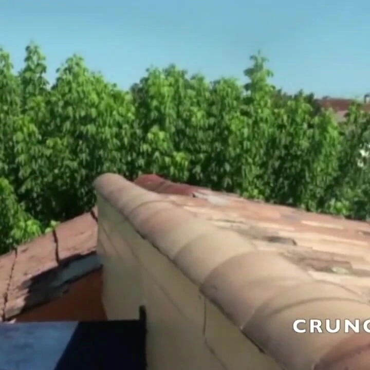 Straigth Arap ayısı açık havada büyük kokc'ını gösteriyor