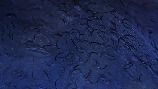 Bir gece fahişe, amatör sakso, çifte penetrasyon, göt tıkacı, bir sürü ev yapımı amatör seks, dölleme ve evanjelik bir kadınla bolca boşalma