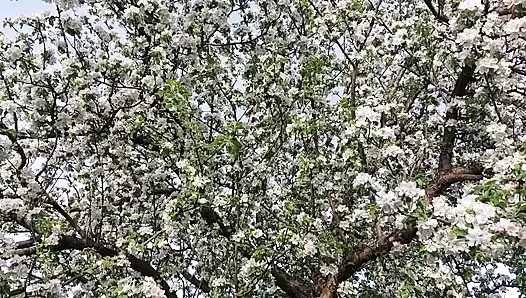 Büyükanne Dışarıda Mastürbasyon Yaparken Ve Bağırırken Azgınlaşıyor!