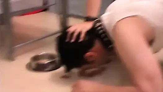 Evcil hizmetçimi besliyorum