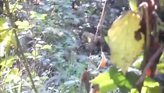 Seyir ... ormanda pt3