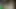 Bosnian_beauty yeni yıl kralı büyük zenci