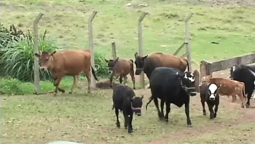 Abanoz kız içinde bir sıcak açık sahne gets ona kedi ve göt becerdin