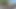 Tik Tok Twerker - Sativagreen 420