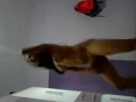 Nicole safada dancando