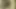 Holly body