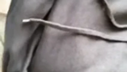 Amira harika meme teşhiri