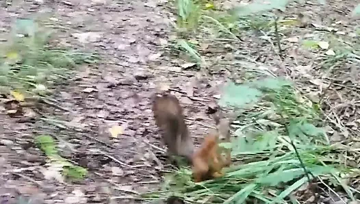 Parkta yürüyorum ve işeyecek bir yer arıyorum