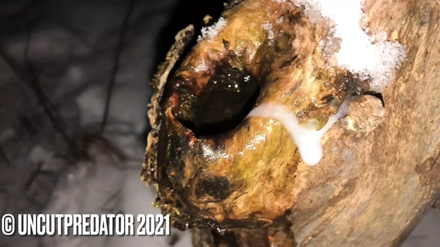 Ormanda kar yağışlı bir ağaçta delik ile kış mastürbasyonu