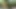 Family Fantasy: I'm Unfaithful To My Cuckold Boyfriend With My Stepfather In The Woods
