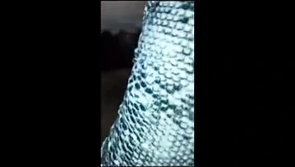 Siyah boğanın sikini emiyor