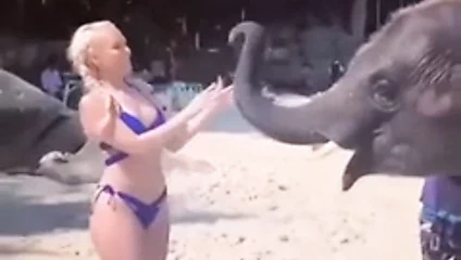 J'aime les animaux aussi