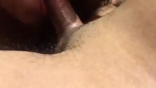 Latin berbat bir küçük horoz