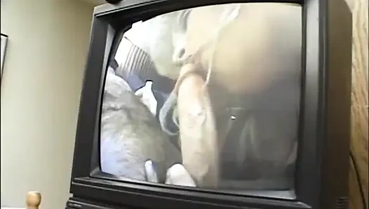 Büyük memeli dövmeli tombul evde sikişiyor