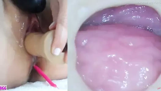 Danigirl866 (kedi kamerası) (web kamerası)