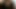 Local tavşan femboy anka kuşu sonbahar takılı ve hareketli