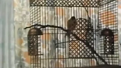 Klasik ünlü seks kasetleri