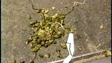 Radikal olaylar video dergisi 2 (1992)