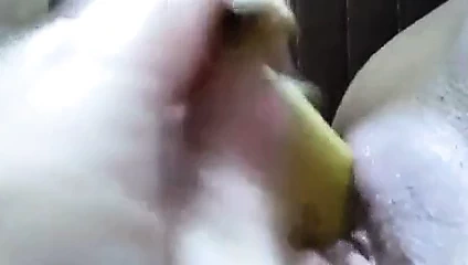 Genç 18y eski Avrupa kız Mastürbasyon ile bir banana