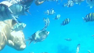 Büyük göt ile su altında seksi genç kadın