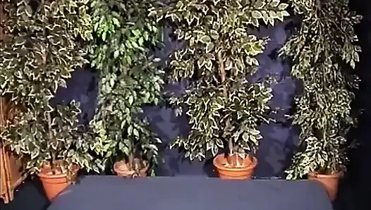 Jessica Rizzo üretimi Ingoio per la signora