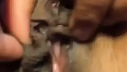 Büyük tüylü amcıklar