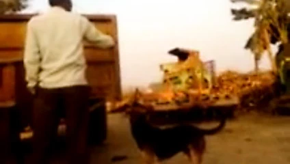 Disi yarak yarak lauda laand büyük yarak