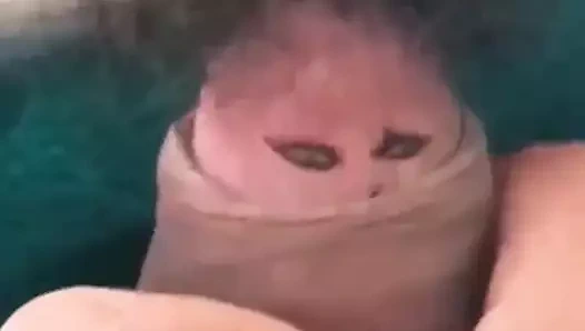 Sadece şimdi eğlence