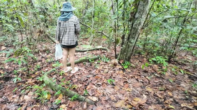 Thai girls walking and talking and picking mushrooms in the forest, secretly showing in the deep forest Clear Thai voice
