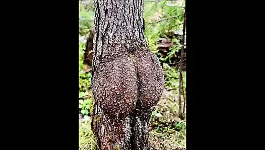 Komik ağaç şekilleri