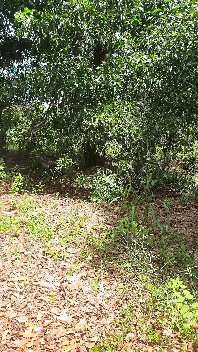 Thudamthudam