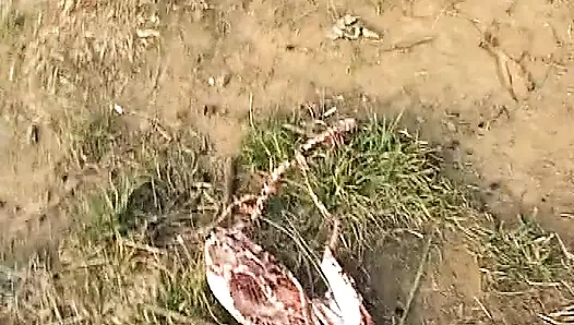 İtalyan inek senin horozun 10 numaradan zevk almasını istiyor