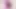 Transgasm - styvi rose büyük büyük götünü ve göğüslerini esnetiyor