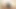 Seksi, yağlı vajina kız, titreşen dildo ile kameranın önünde mastürbasyon yapıyor