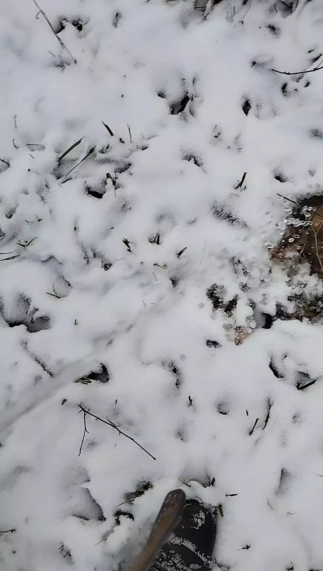 Sidik sidik ve bir boşalma