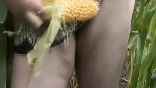 Mısır Tarlasında Tammara