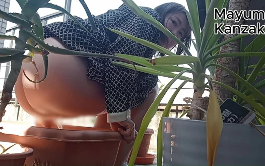 Saksı Bitkisine Idrar Yapmak