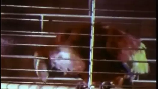 Kesinlikle bağbozumu oral seks derleme