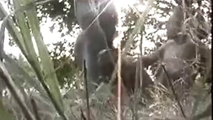 siyah adam fransız kadınlar