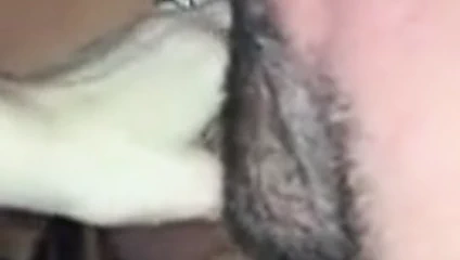 cuck koca temizler boğa ve karısı