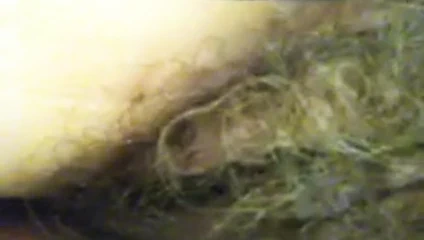 Jennifer peterson bir yalancı