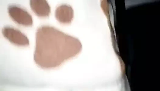 Gaby alır bazı horoz