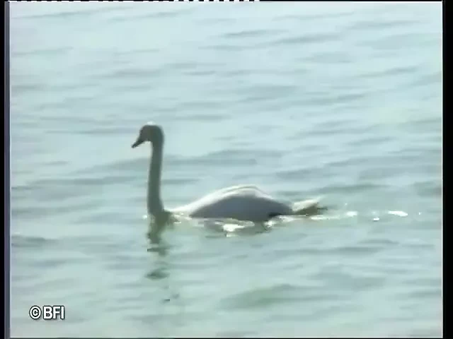 Teknede DVD Babes anal ve dp bang seks partisi zevk